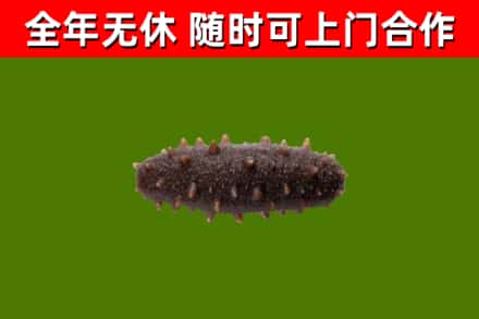 北戴河区回收海参干